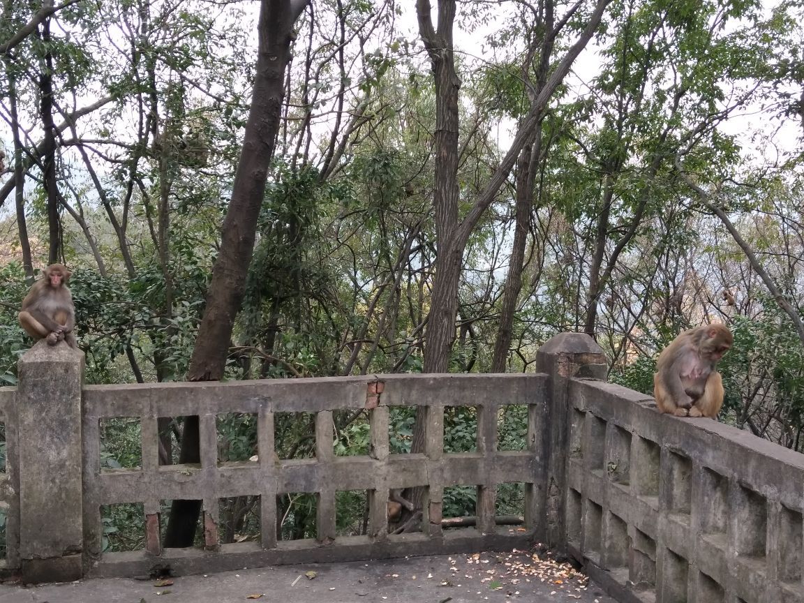 黔灵山公园