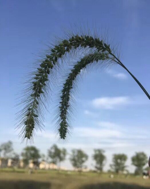 园内布局分为南北两大部分.南部是应奎山和汇龙潭组成的自然山水风景.