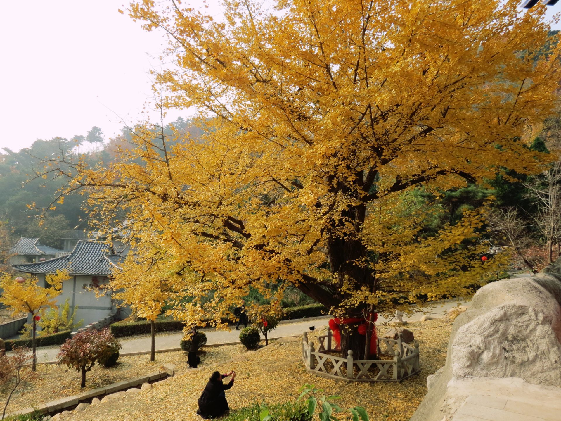 禅林寺古银杏风景园