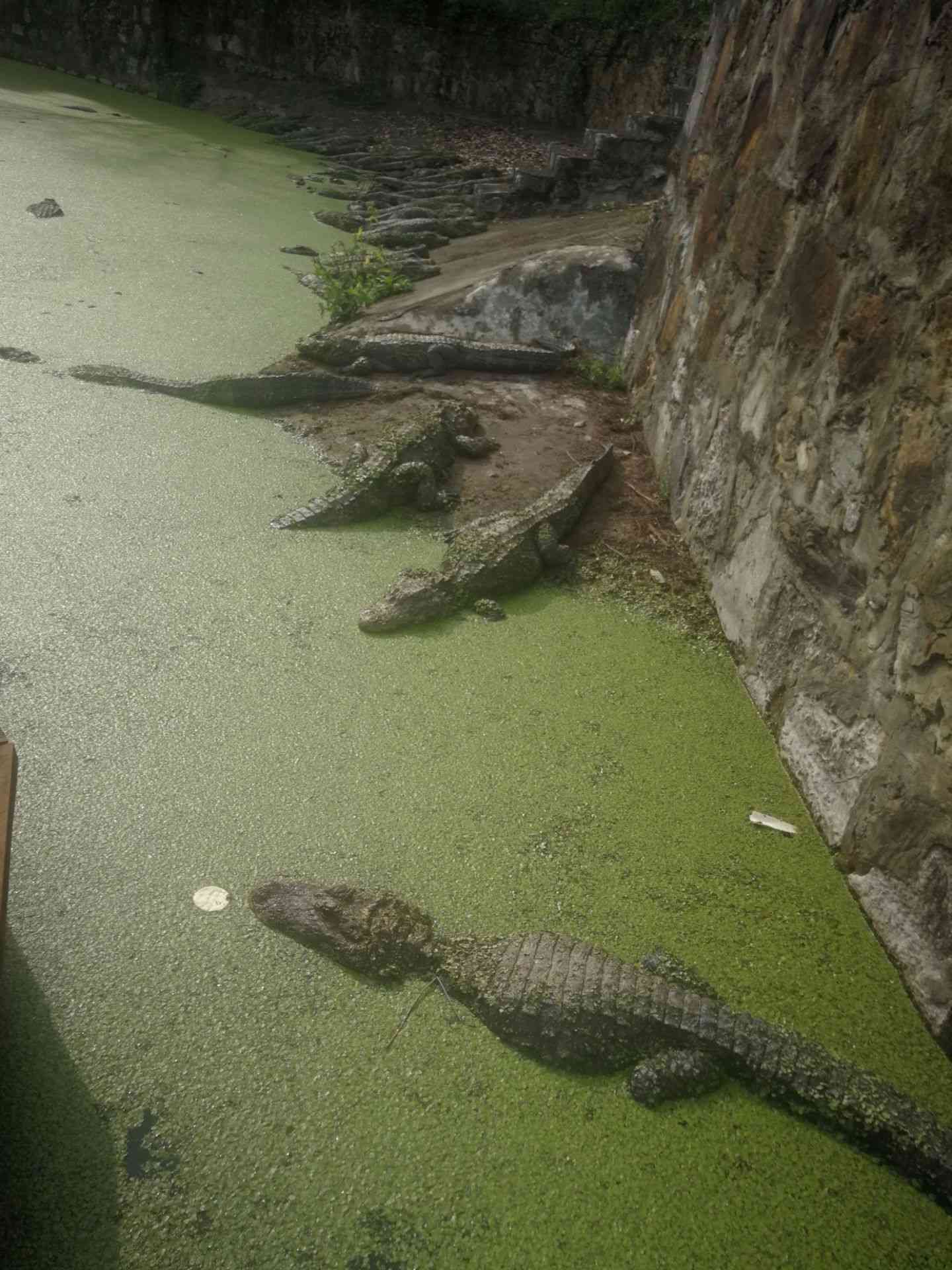 中国鳄鱼湖