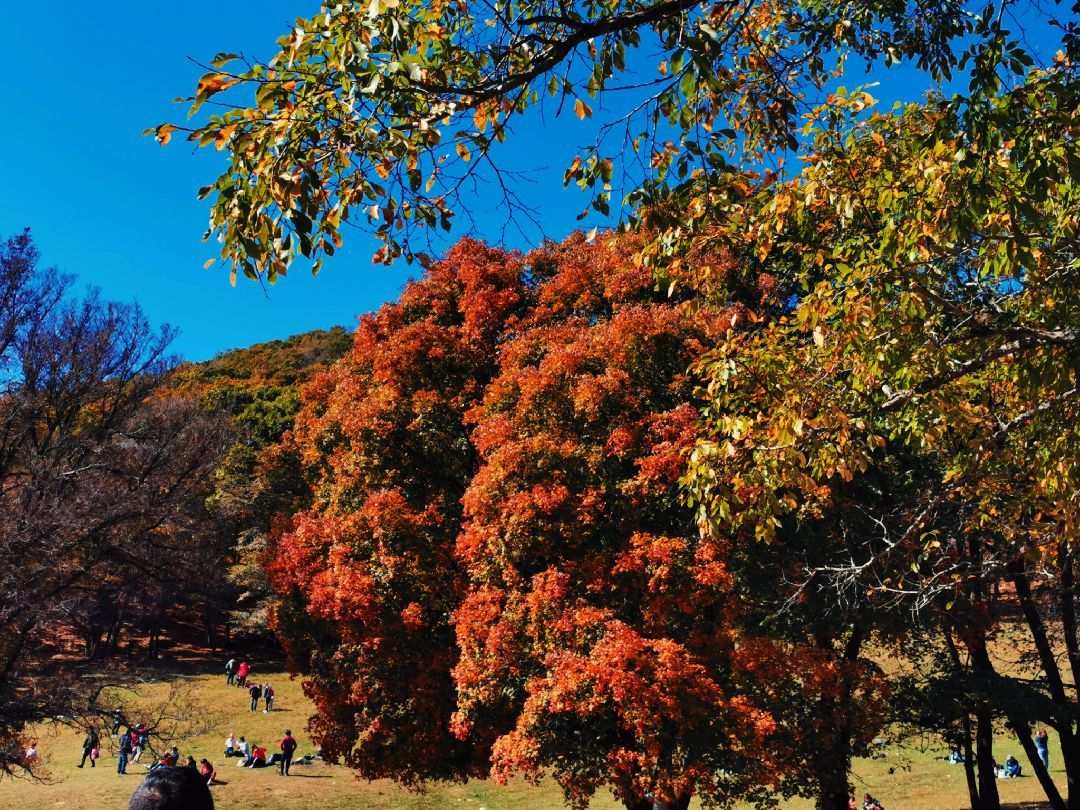 哈尔滨平山神鹿旅游区好玩吗,哈尔滨平山神鹿旅游区样