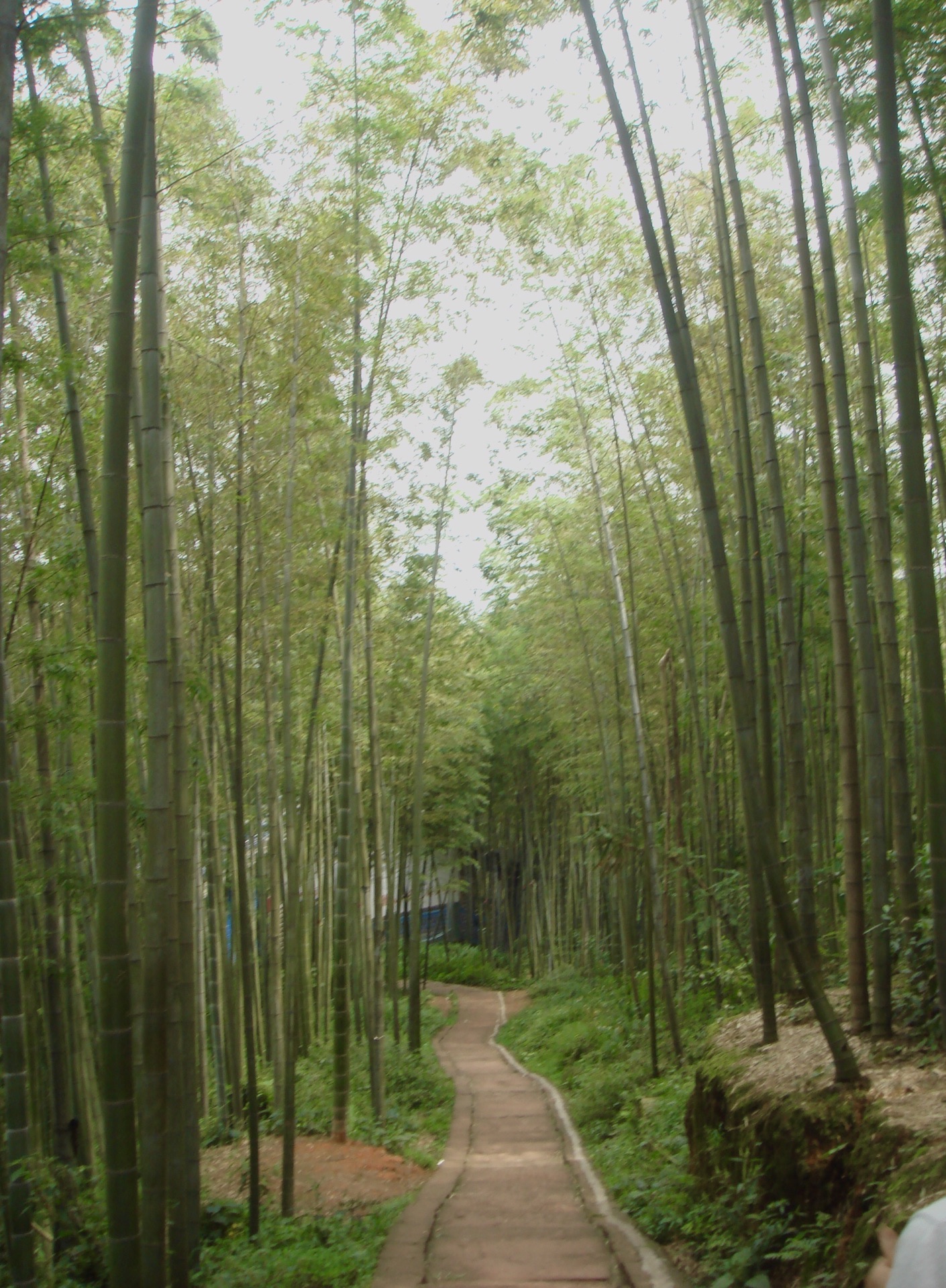 【携程攻略】长宁蜀南竹海景点,蜀南竹海是4a景区,.,.