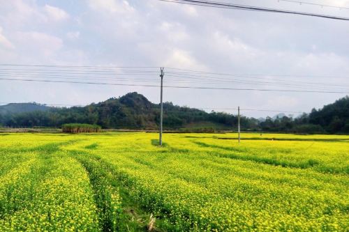 上林油菜花田