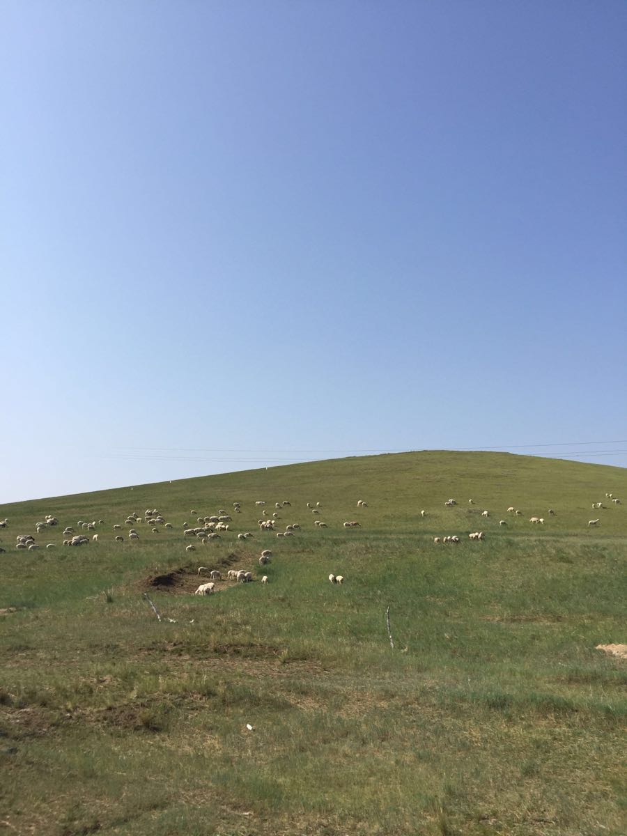 白音锡勒牧场景区