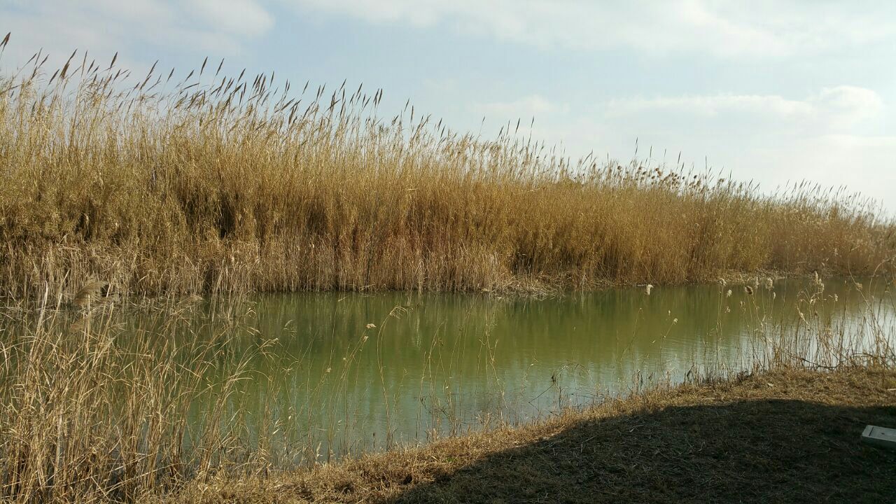 泗洪洪泽湖湿地