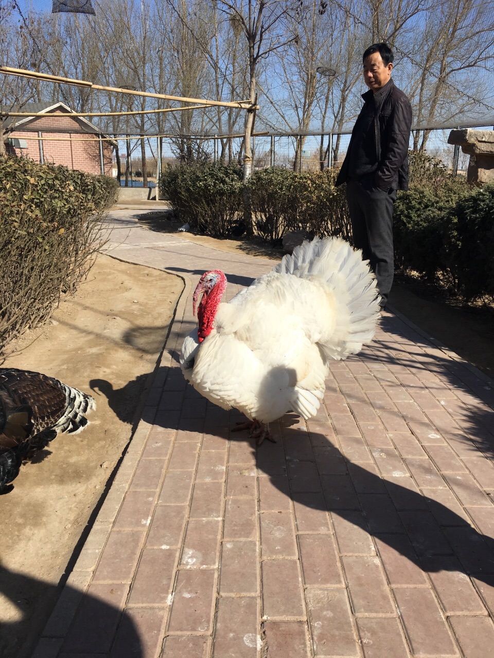 试营业期间门票30元,网上买很优惠。可以用二维码直接扫码入园,不用再换票,很方便。动物园不算大,但动物种类很多,黑天鹅很多,只看到了两只白天鹅,希望白天鹅再多点儿。还有百鸟园,有蓝孔雀,珍珠鸡等,水豚,袋鼠,斑马,羊驼,驼羊,骆驼,鸵鸟,鸸鹋,白孔雀,双角犀鸟,松鼠,兔,鹈鹕,各种猴。建议自己带点菜叶,香蕉,苹果,胡萝卜等,事先切成细条,方便喂动物。园里也有卖喂动物的食品的,不过动物们都吃腻了,你自己带的它们会很爱吃。
