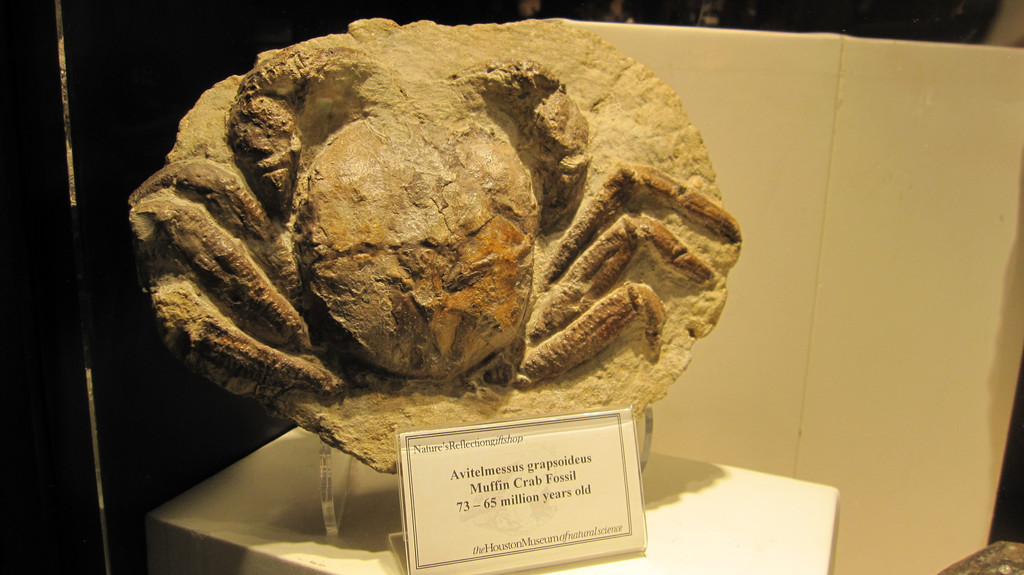 古生物馆里的海葵化石