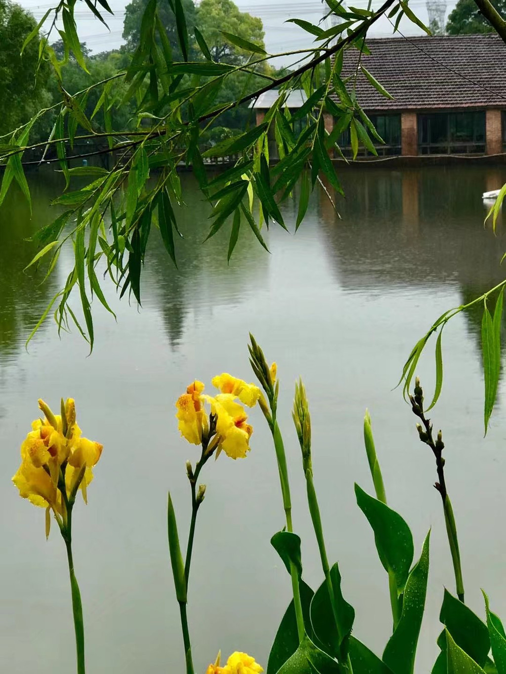 细雨如丝,美人蕉贪婪地吮吸着夏雨的甘露.