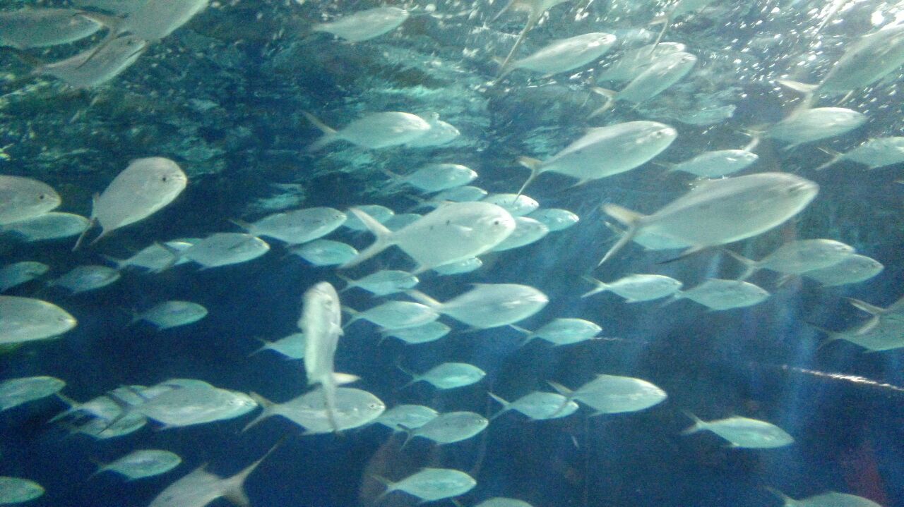 上海海洋水族馆