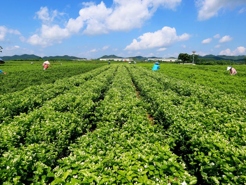 横县中华茉莉园游玩攻略-中华茉莉园门票多少钱/价格