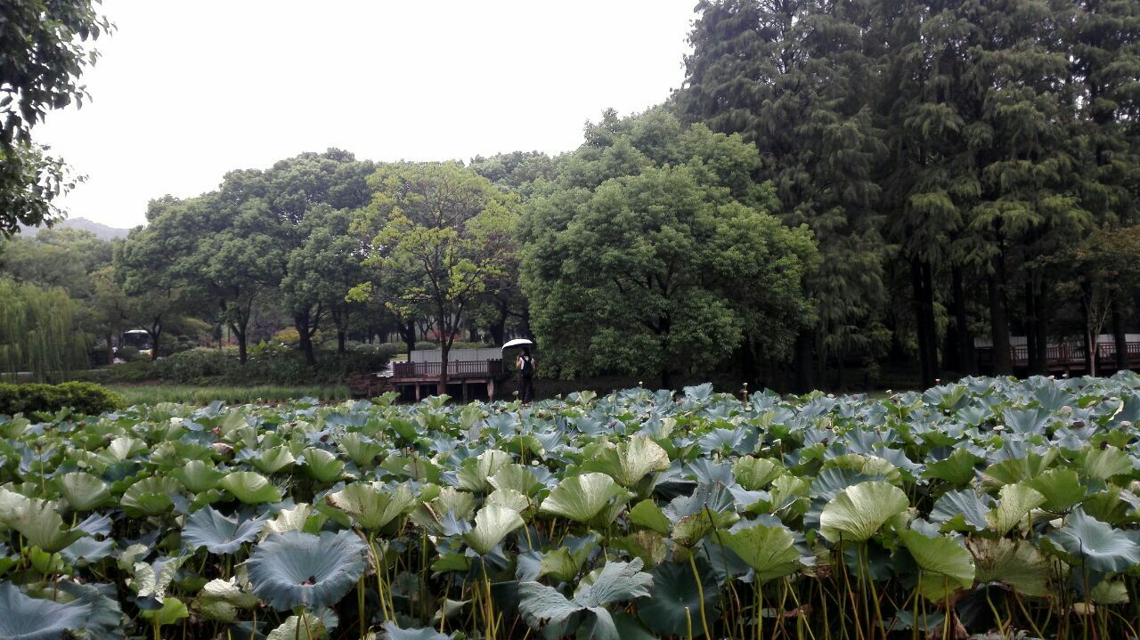 【携程攻略】无锡藕花深处景点,鼋头渚景区充山大门口