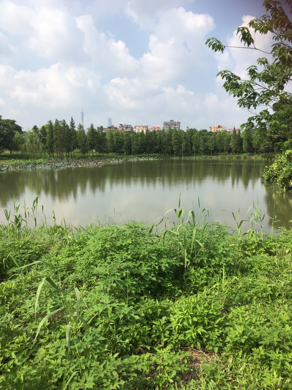【携程攻略】广州海珠湿地公园好玩吗,广州海珠湿地样
