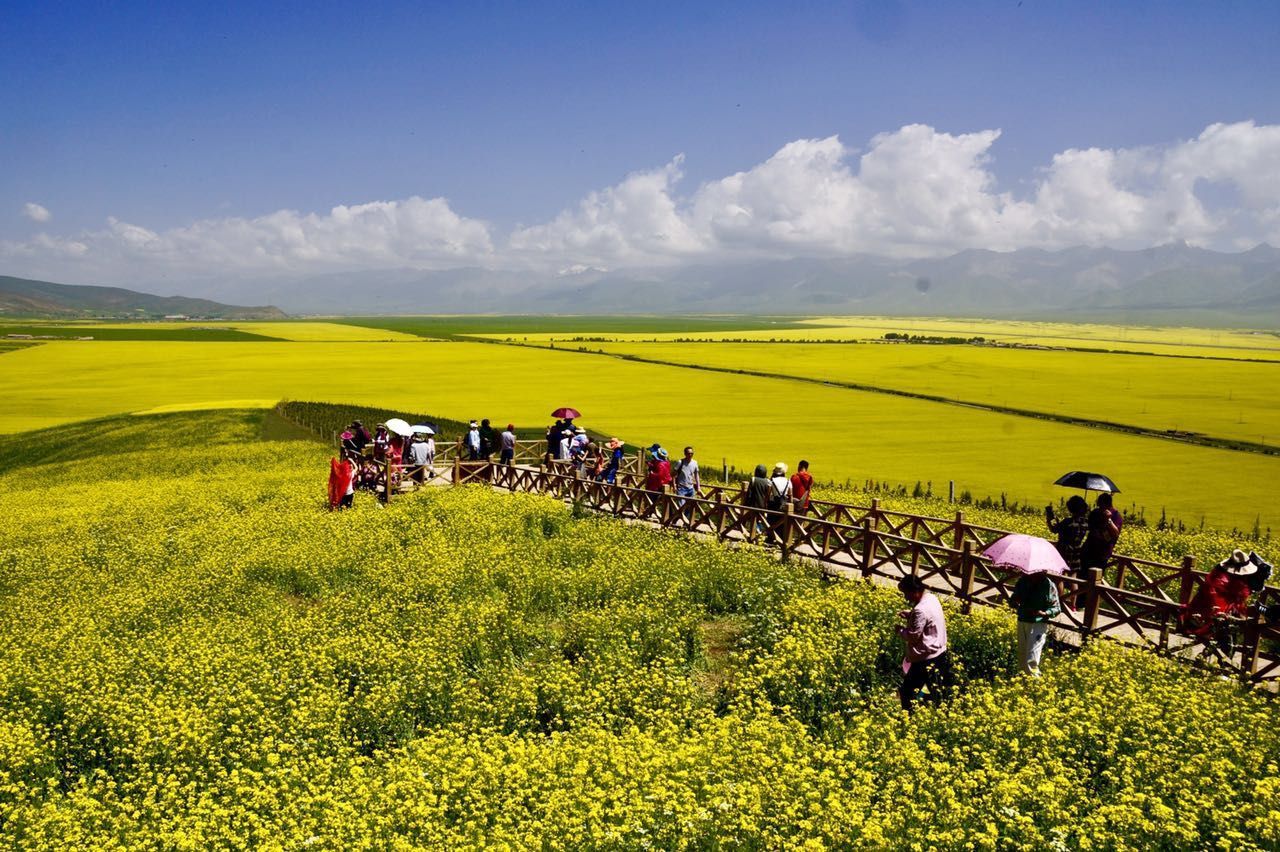 2019门源油菜花_旅游攻略_门票_地址_游记点评,门源旅游景点推荐 去