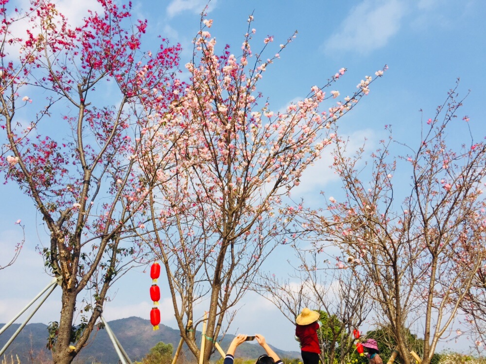 【携程攻略】从化区天适樱花悠乐园好玩吗,从化区天适樱花悠乐园景点