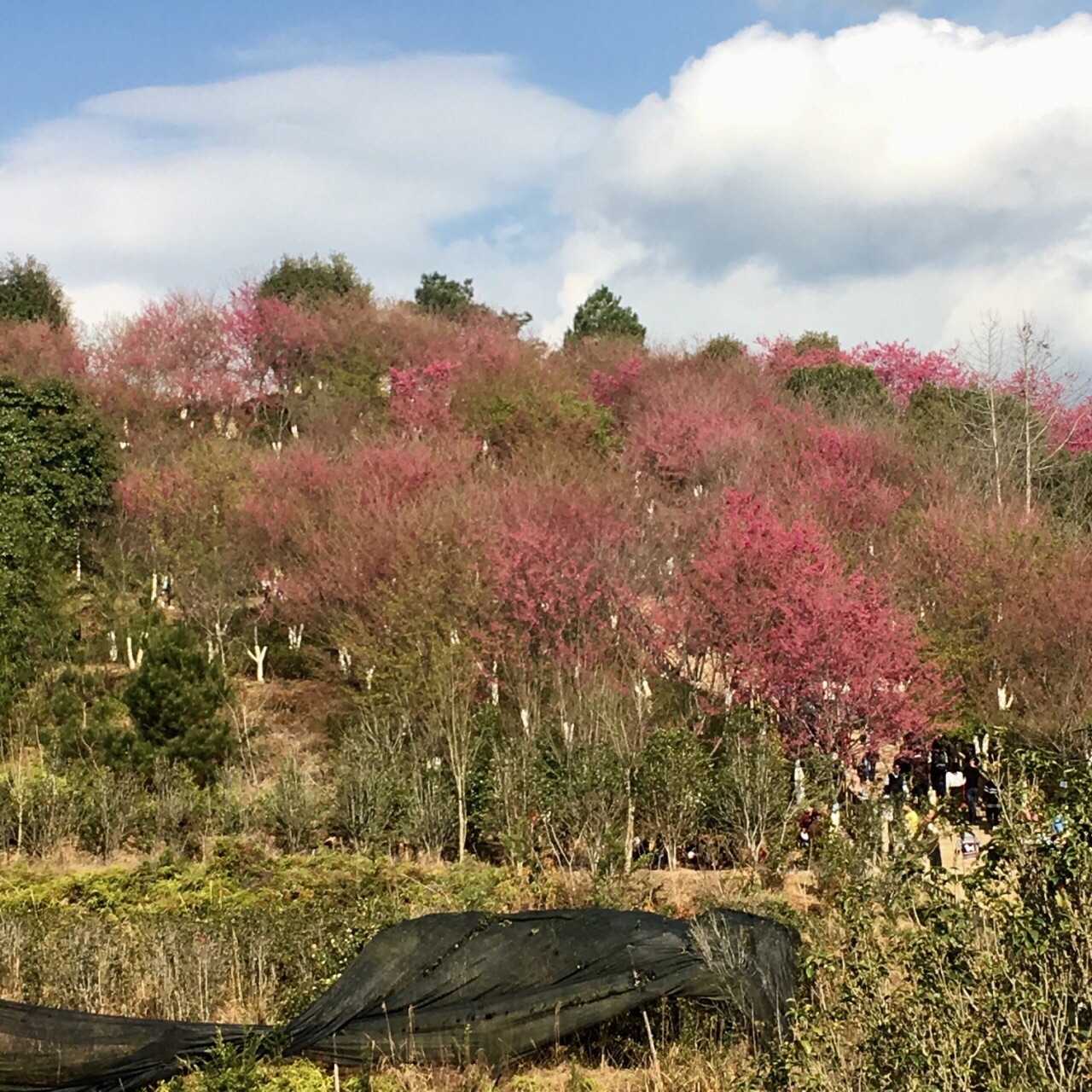 永福樱花园