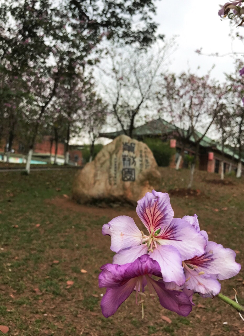 广州华南农业大学好玩吗,广州华南农业大学景点怎么样_点评_评价