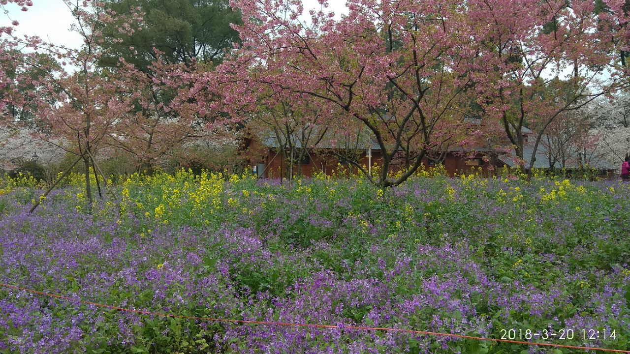 东湖樱花园