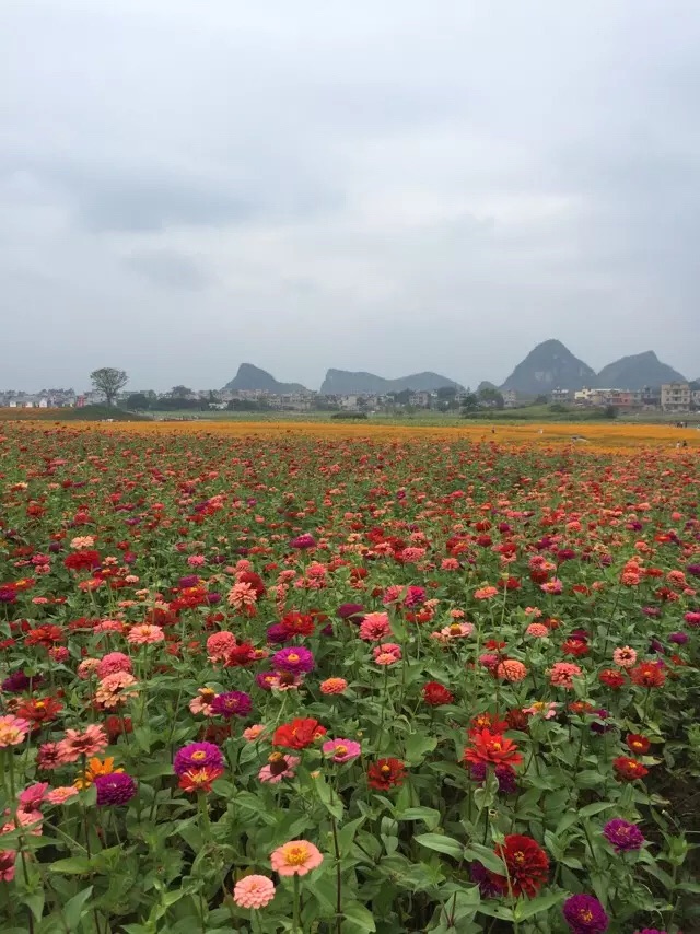 神仙湖花海