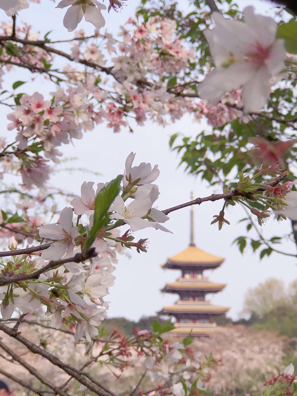 武汉东湖樱花园好玩吗,武汉东湖樱花园景点怎么样