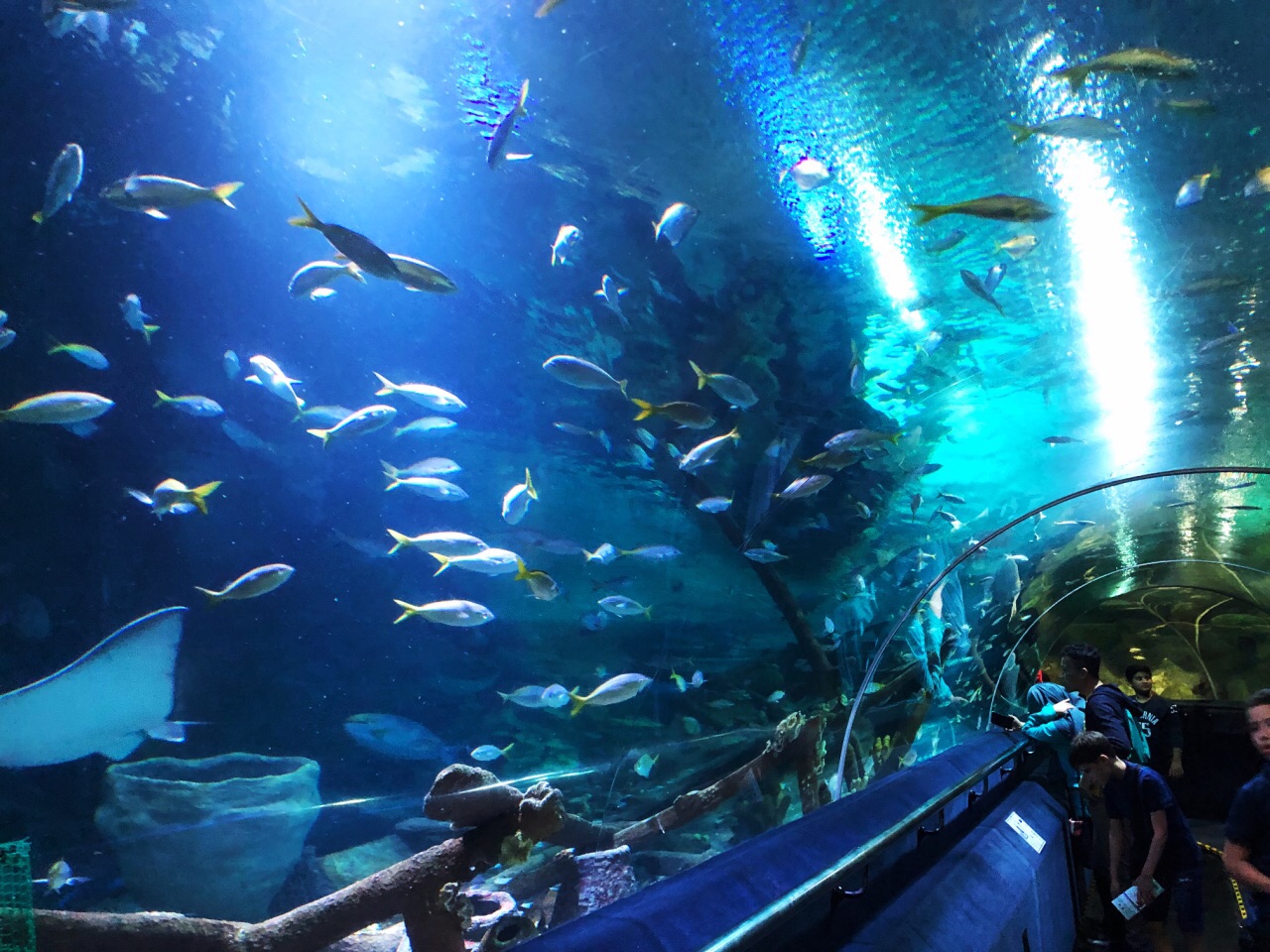 吉隆坡水族馆