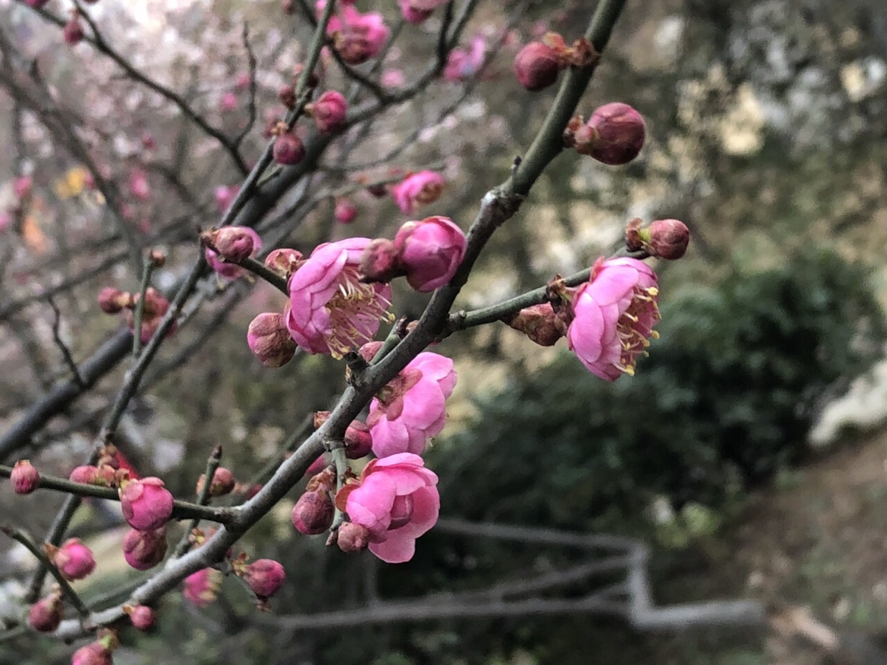 梅花山