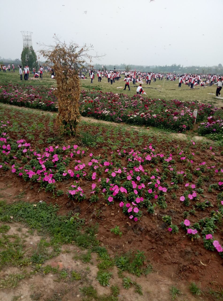 蔚然花海