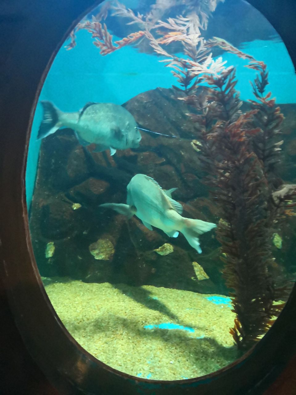 青岛青岛海底世界好玩吗,青岛青岛海底世界景点怎么样