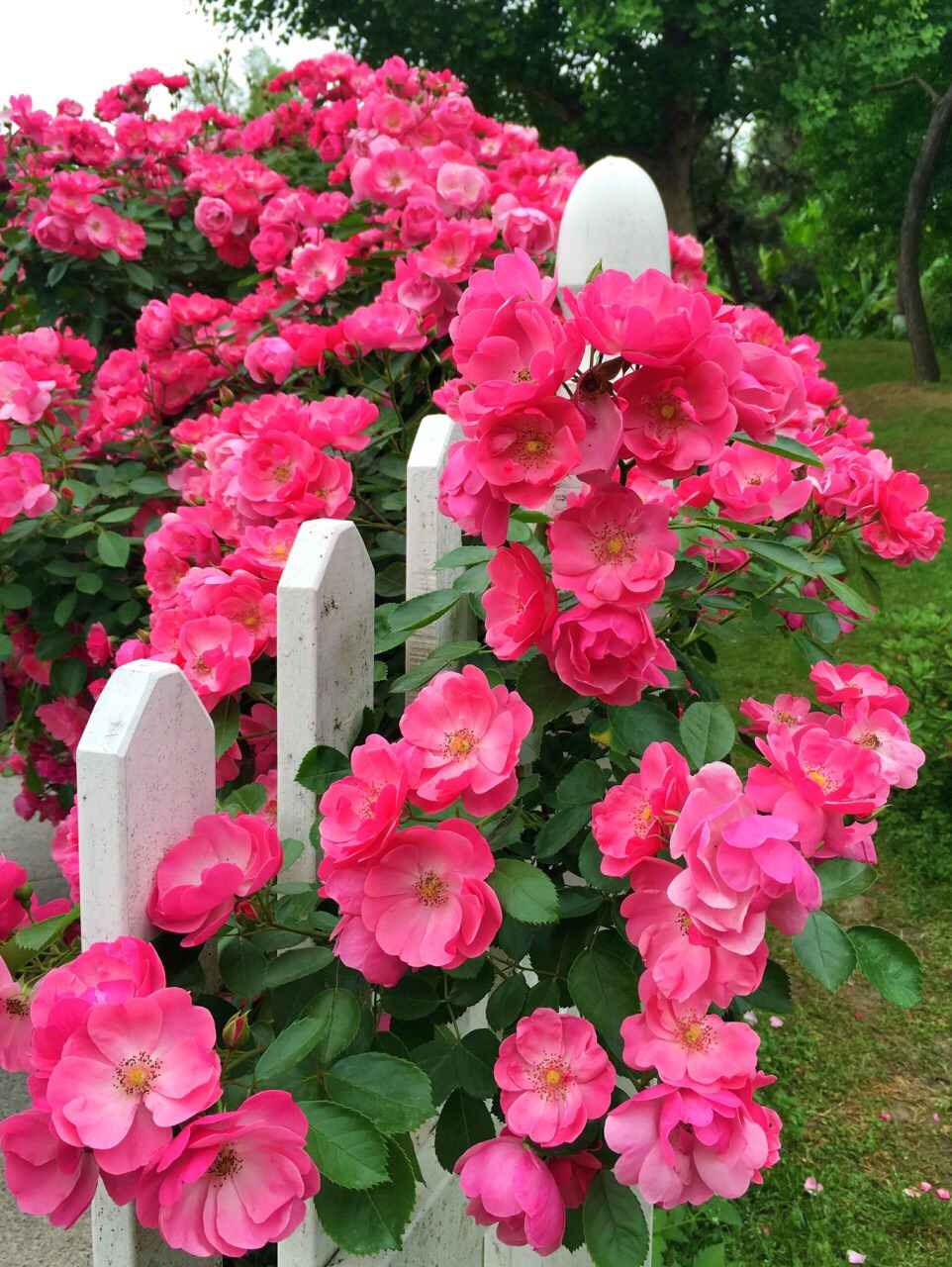 很不错的地方,性价比高,这个季节看月季花