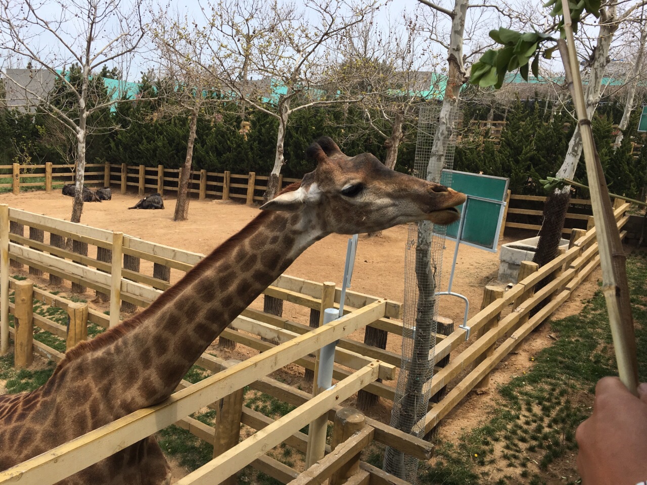 西霞口神雕山野生动物园