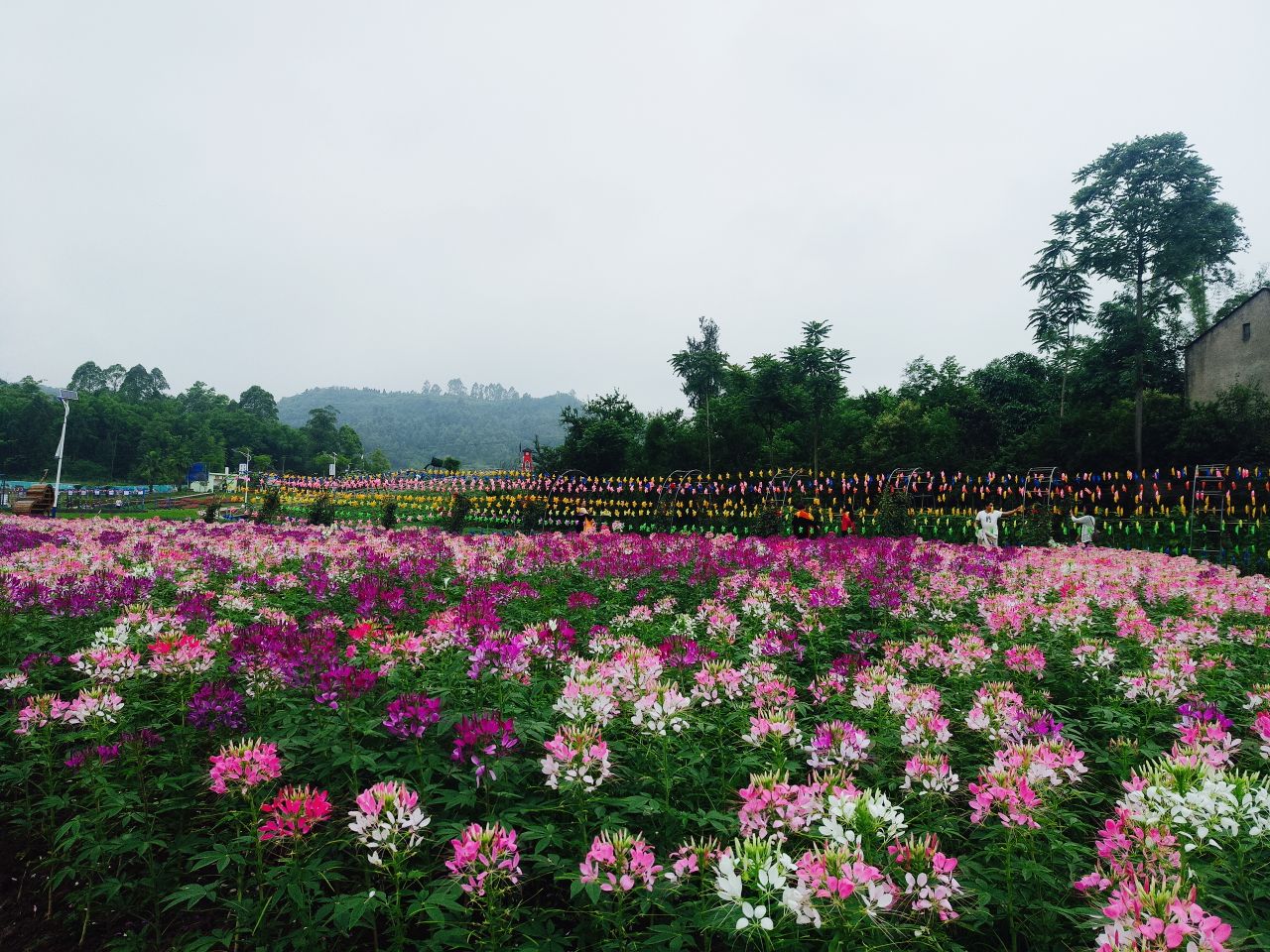 银城花海