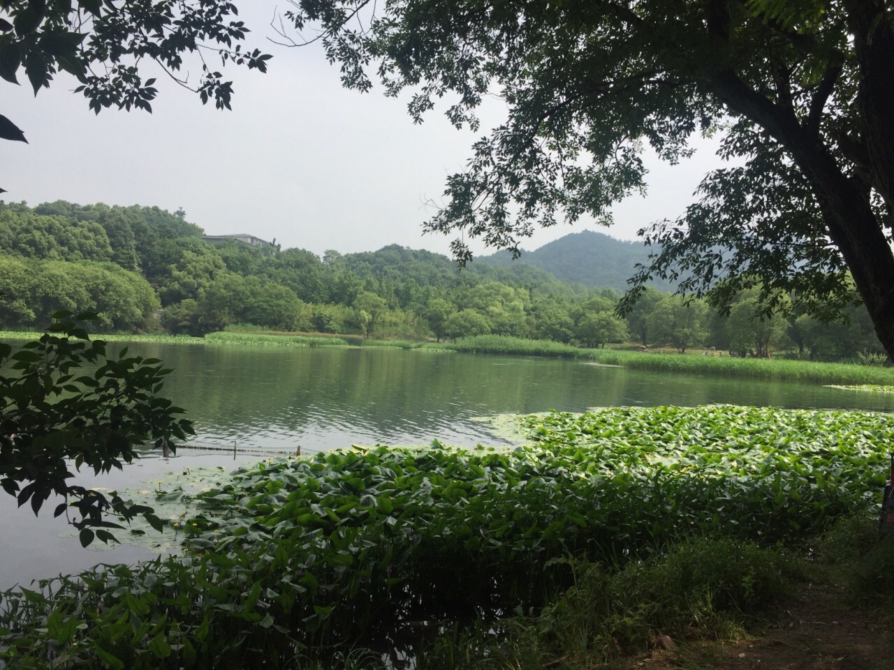 茅家埠