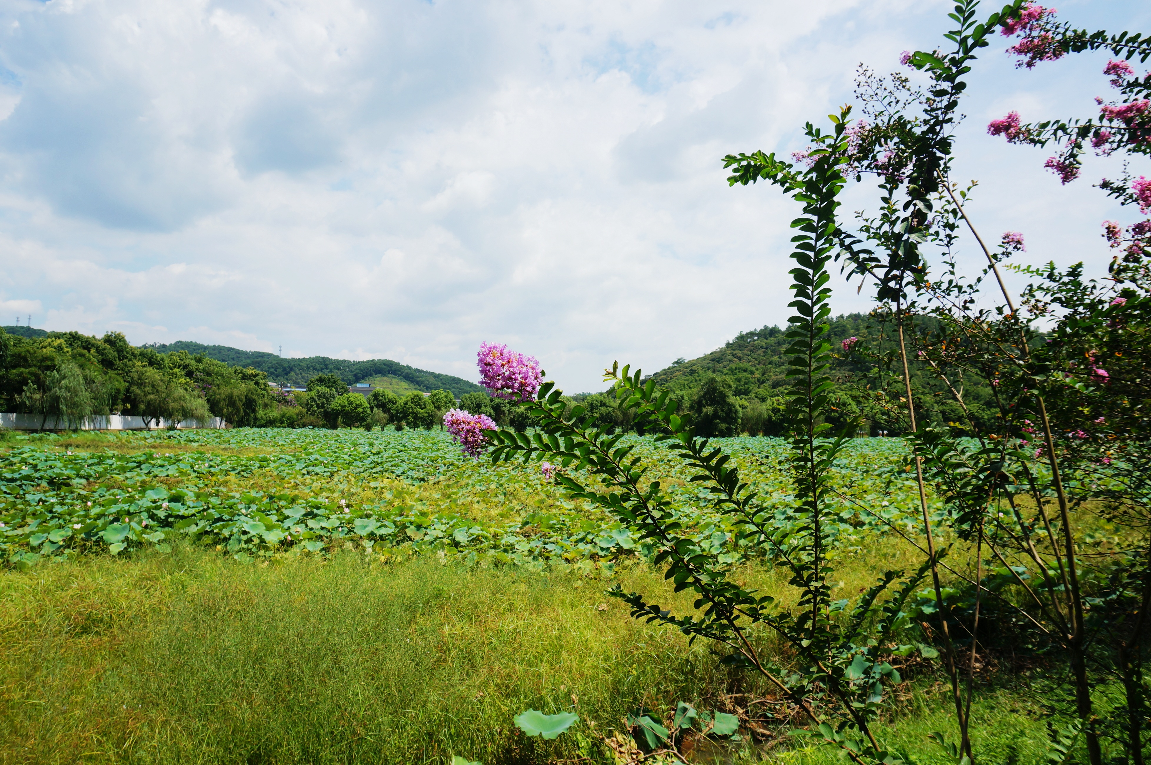 【携程攻略】增城区增城景点,莲塘春色回程在增派公路