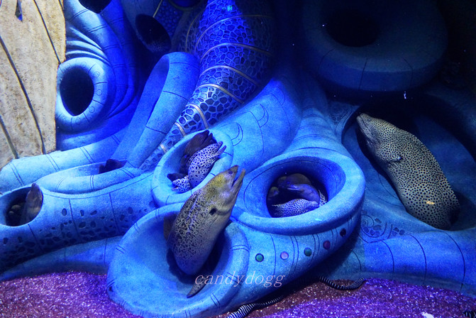 失落的空间水族馆-大海鳗