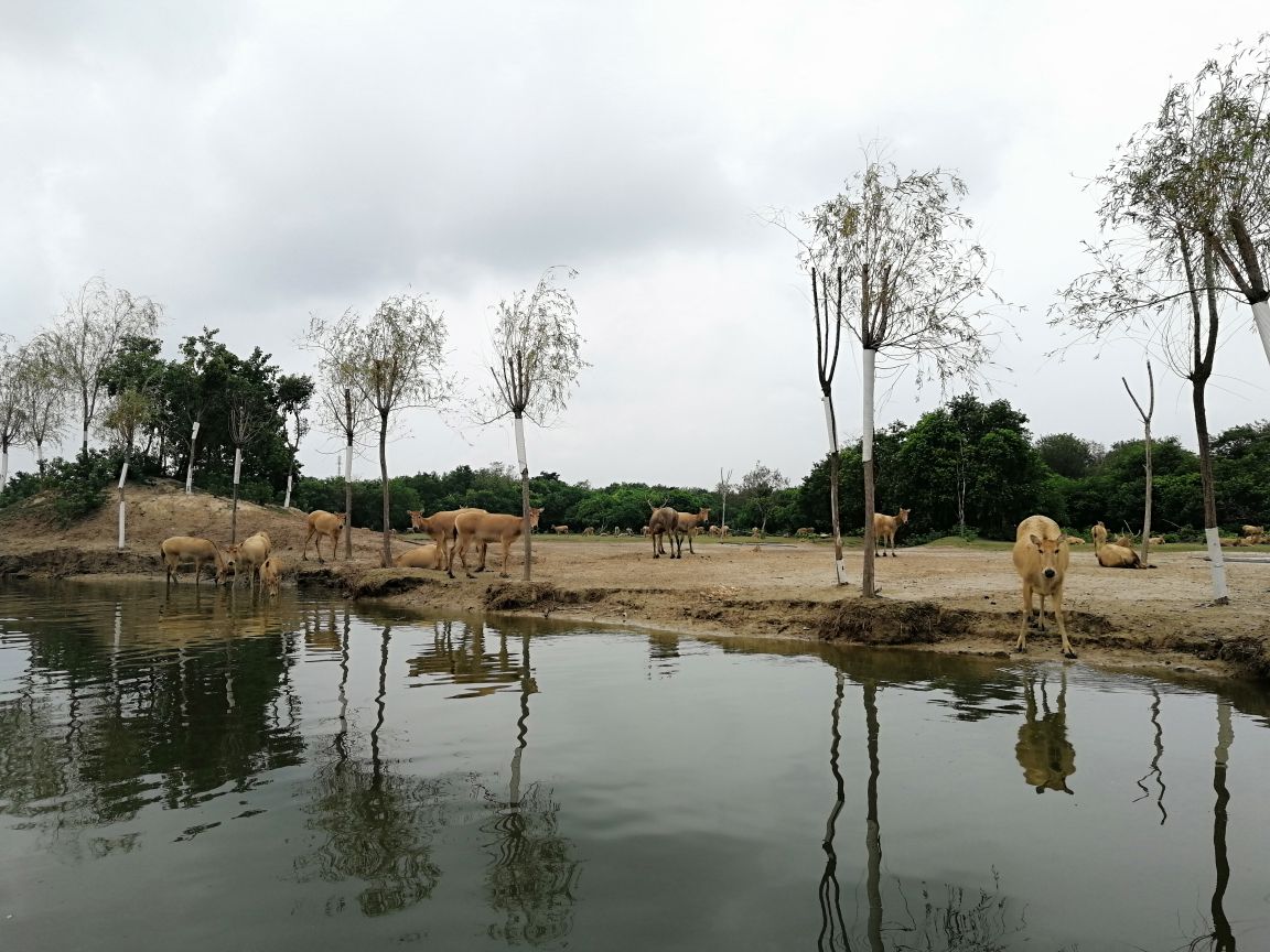 2019中华麋鹿园_旅游攻略_门票_地址_游记点评,大丰旅游景点推荐 - 去