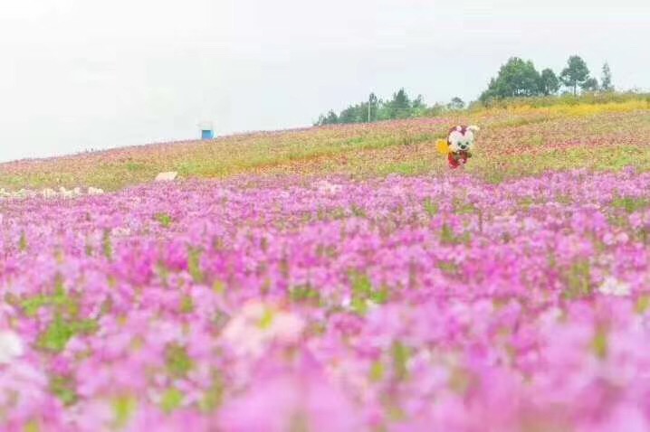 一场秋雨一场寒,千亩花海百花繁.洋沙湖畔篝火暖,悦榕君澜邻里安.