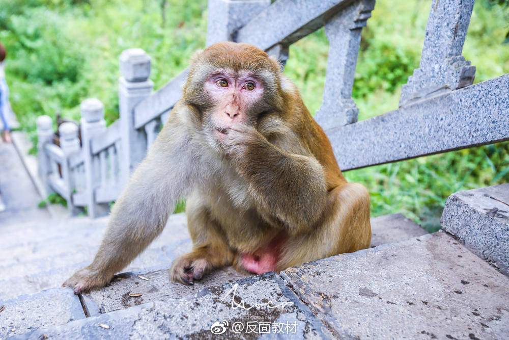     灵空山景区内有很多的野生猕猴,这群猴子