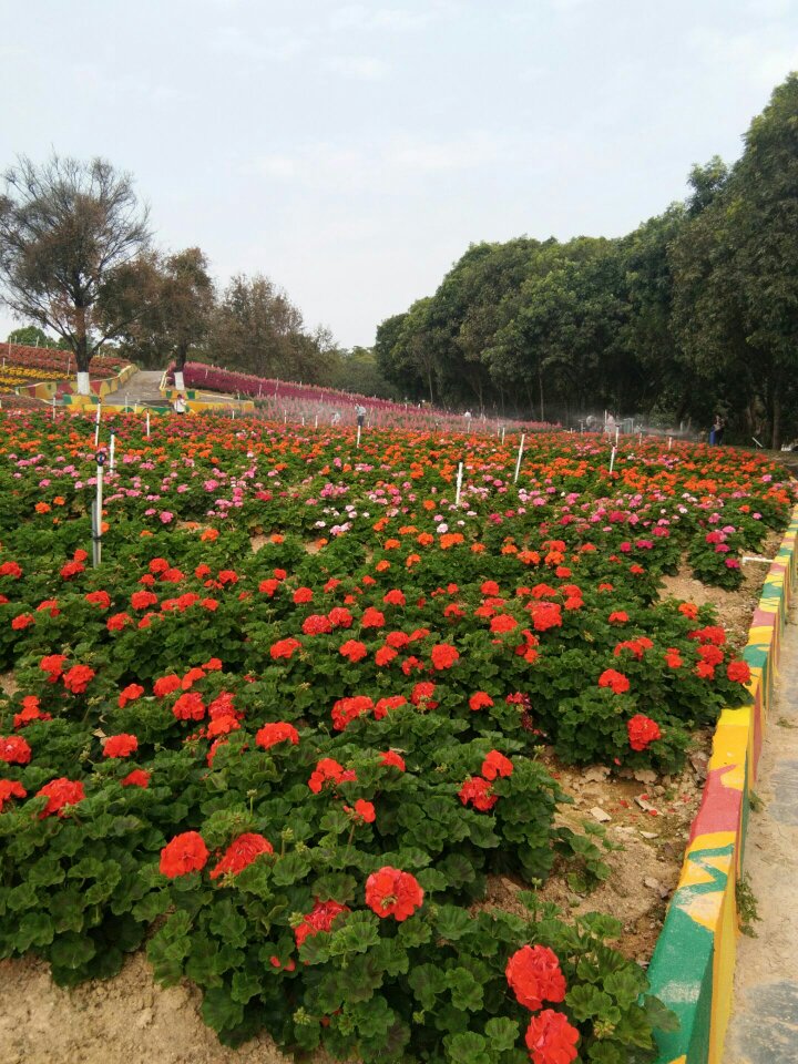 东莞梦幻百花洲好玩吗,东莞梦幻百花洲景点怎么样