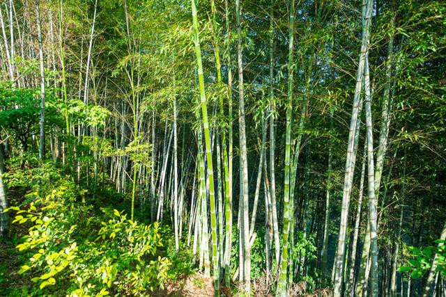 曾经的《卧虎藏龙》竹林打斗取景地,如今的演技竞技场