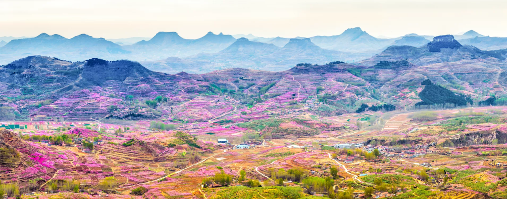 一进入岱崮景区,更是漫山遍野桃花开,好一个世外桃源.