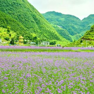 黔北花海