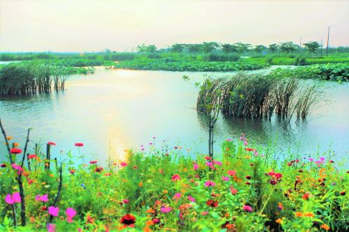 大莲湖湿地