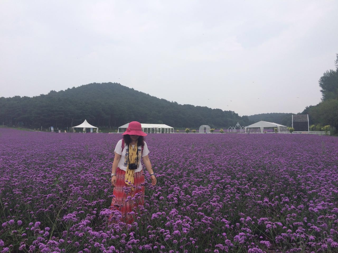 紫烟薰衣草庄园