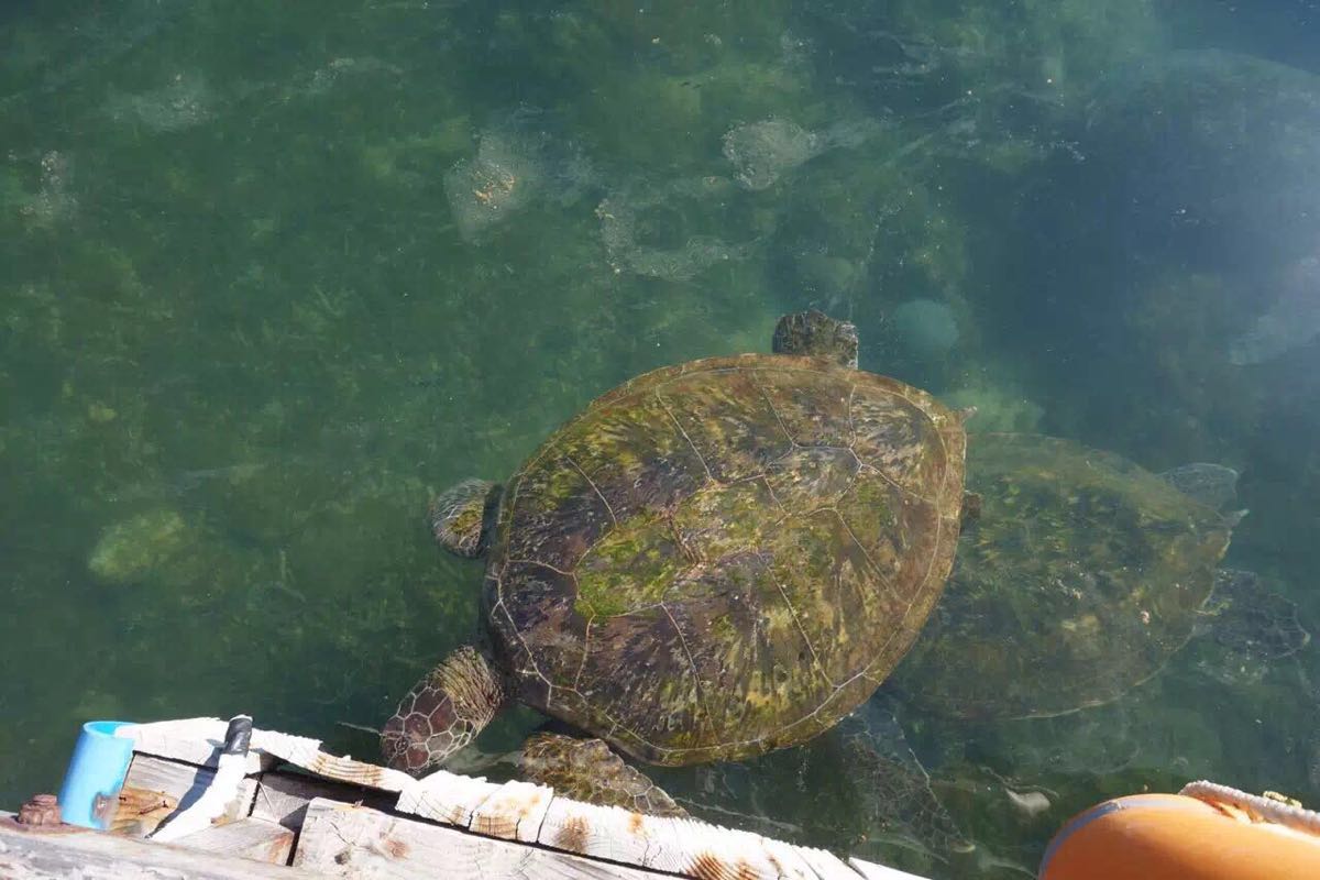 壁纸 动物 龟 海底 海底世界 海洋馆 水族馆 1200_800图片