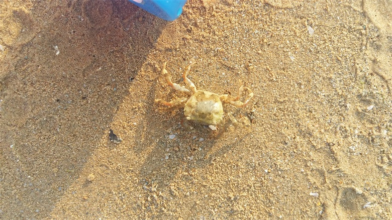 沙滩上好多这样的小螃蟹