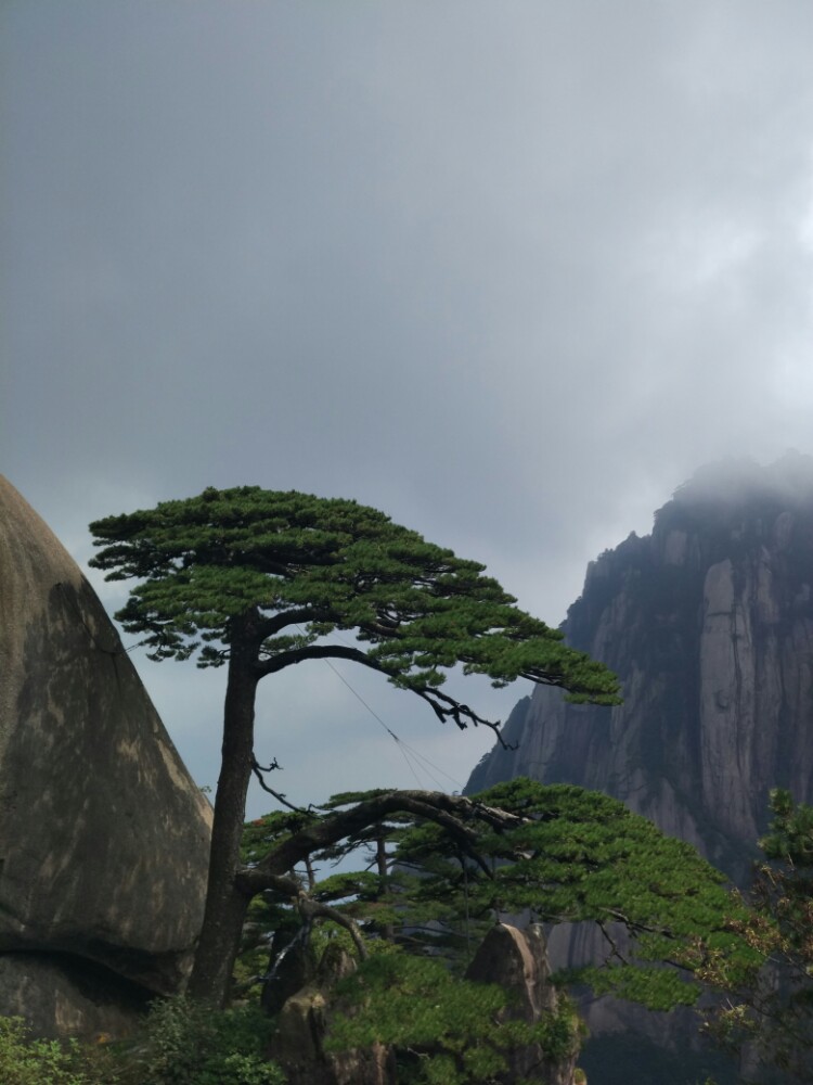 已有800年树龄的迎客松伸出的枝桠被铁丝拉扯着,以减轻它自身的承重,冬天下雪的时候,护松人就会很快地帮它清理积雪,这都是怕它伸出来的那个枝桠出问题啊,其实树能长成这样,的确是造化,这么优雅,又这么顽强,让人心生敬意。
迎客松在玉屏楼左侧,看过它后,可以沿着边上的山路去天都峰,然后一路下山。