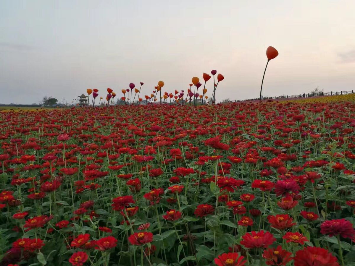 枫林花海