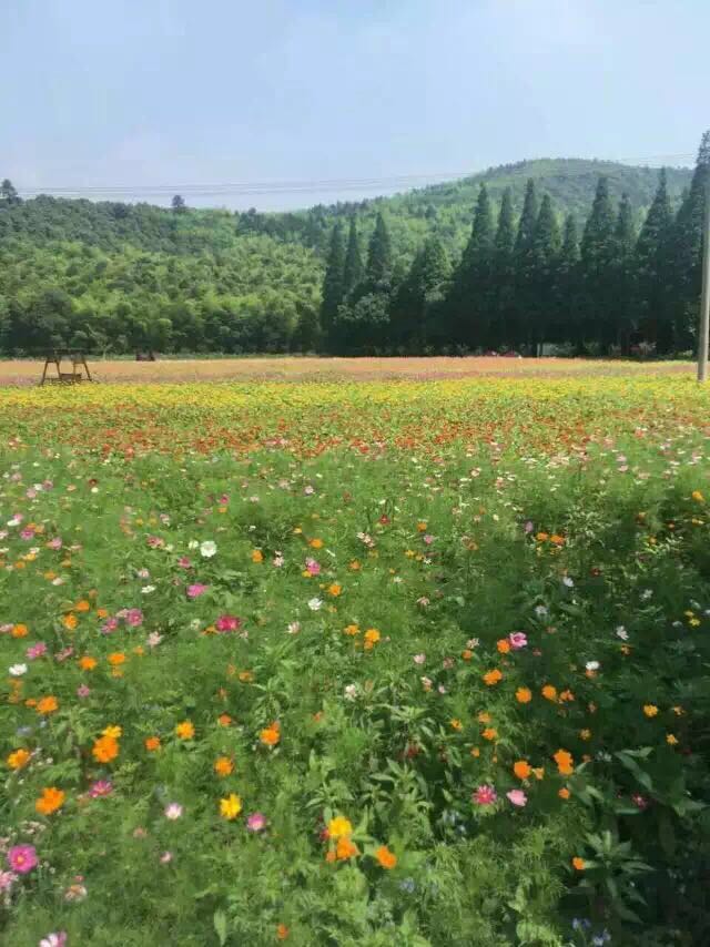 朝阳花谷景区