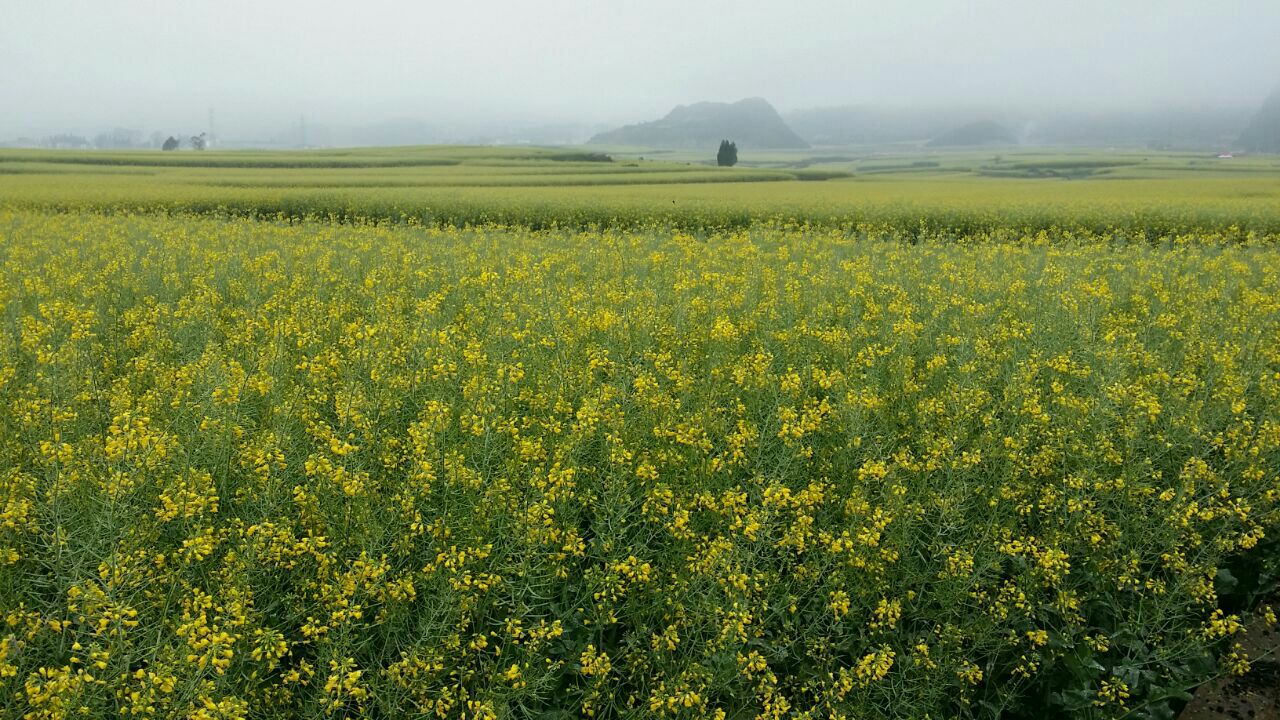 2019罗平油菜花海_旅游攻略_门票_地址_游记点评,罗平