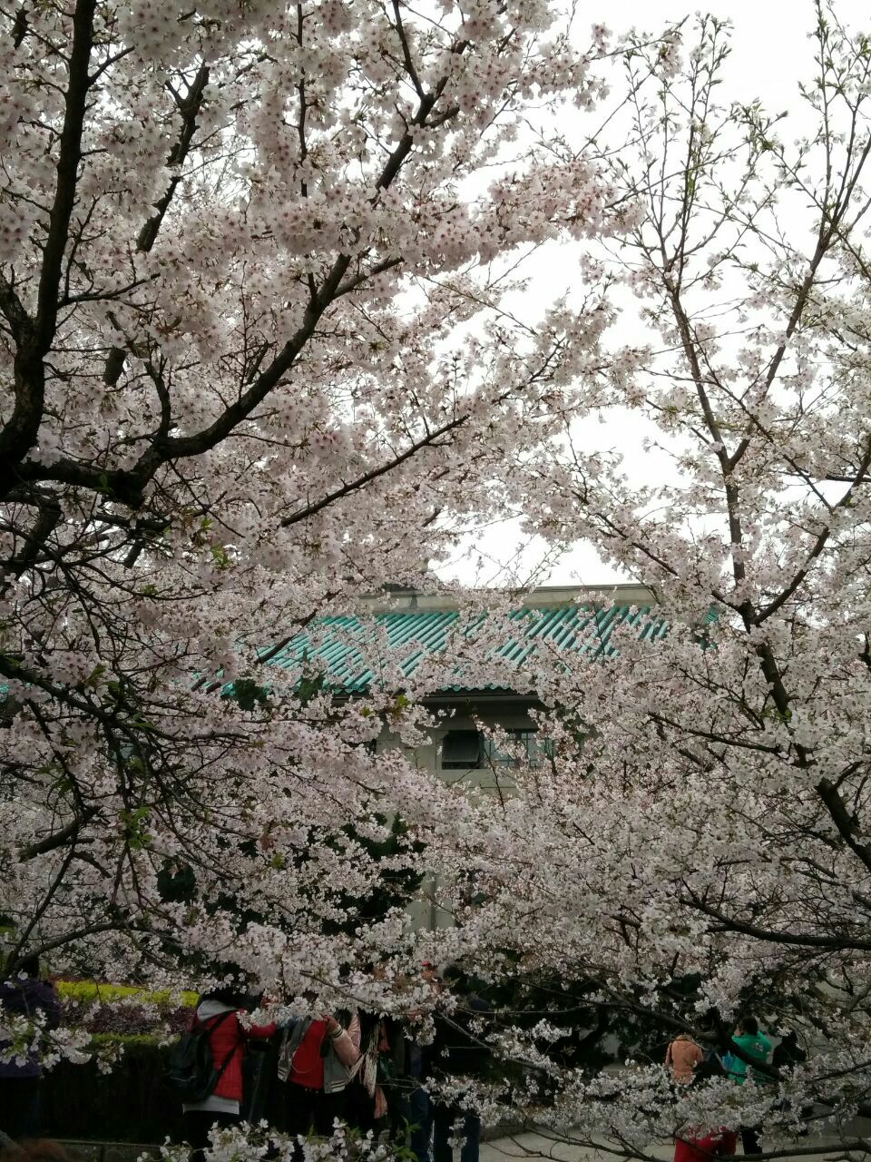 武汉大学旅游景点攻略图