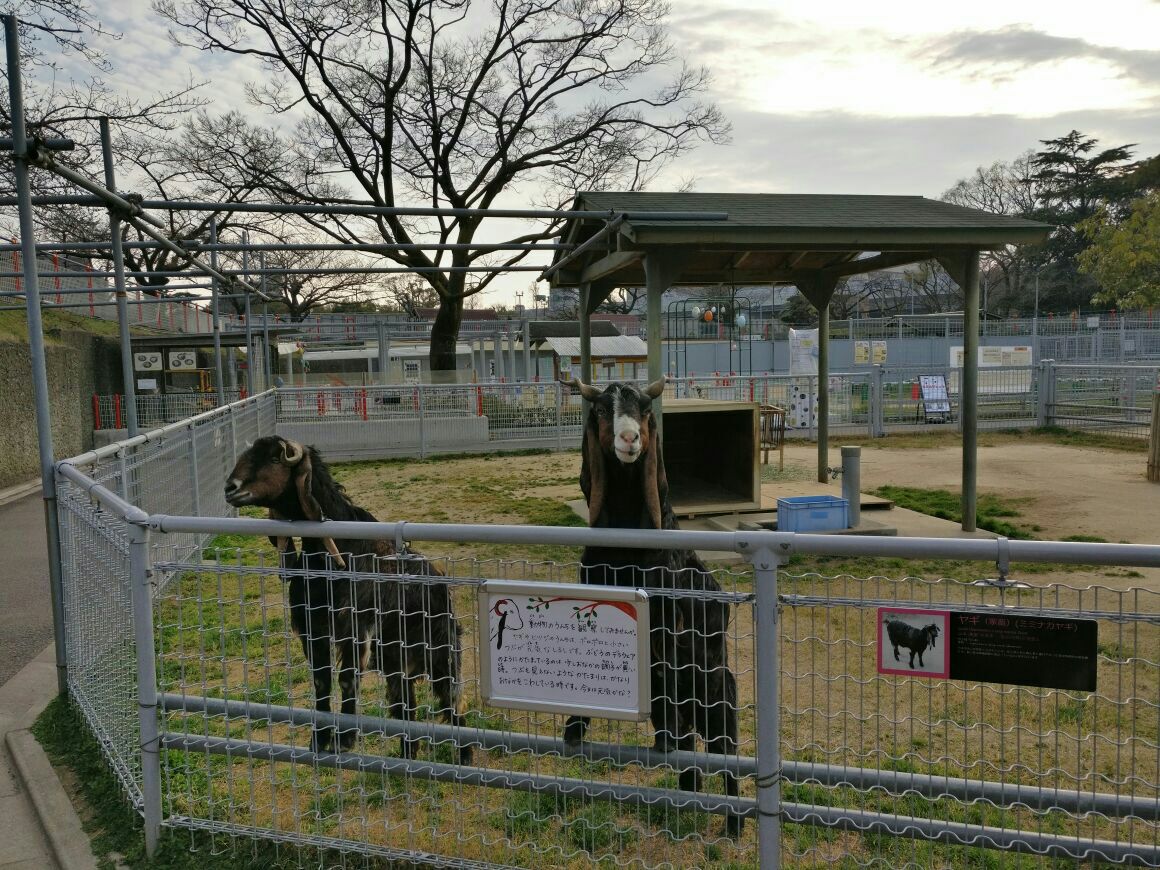 天王寺动物园tennoji zoo